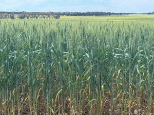 Watheroo wheat crop 06148