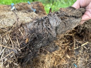Mycelium in straw bale - Trev farm