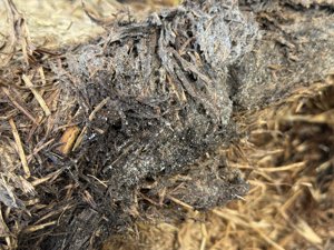 Mycelium in straw bale - close-up